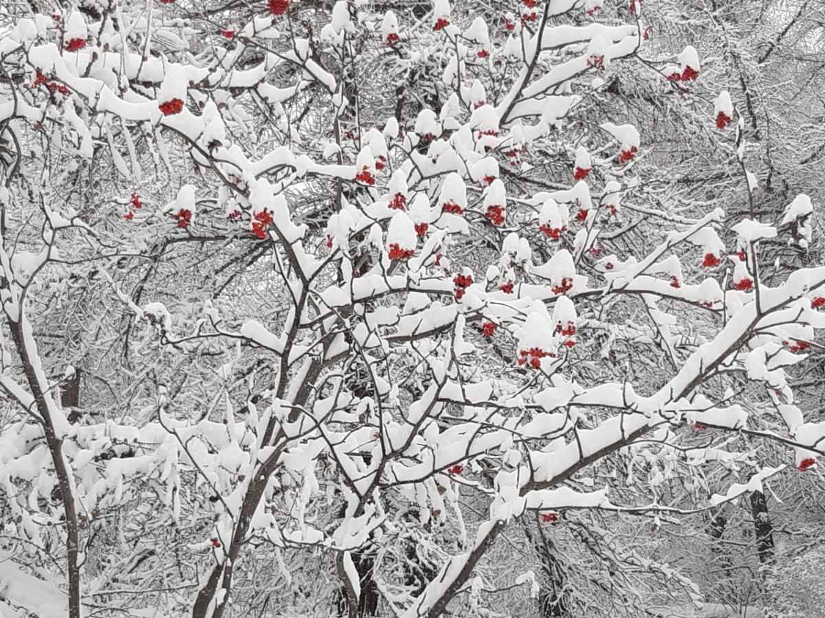 Sauze d'Oulx with garden, ciâbőt la garitüla Daire Dış mekan fotoğraf